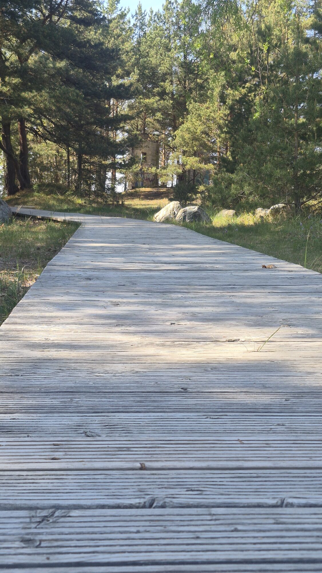 Koka laipa caur kāpām uz jūru Mērsragā